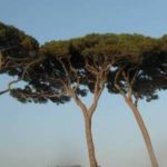 Oggi è la festa nazionale degli alberi. A Collesalvetti c’è da festeggiare?