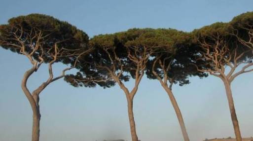 Oggi è la festa nazionale degli alberi. A Collesalvetti c’è da festeggiare?